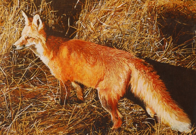 meadowdweller